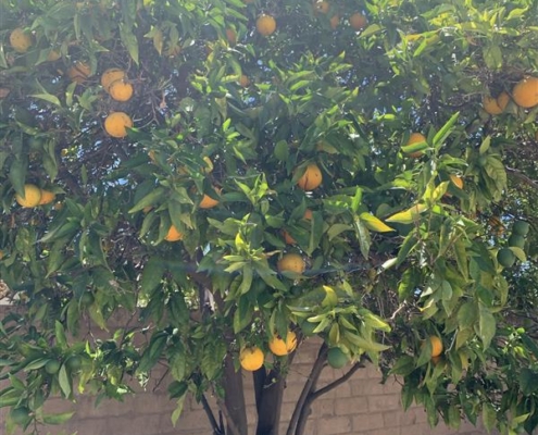 Orange Tree